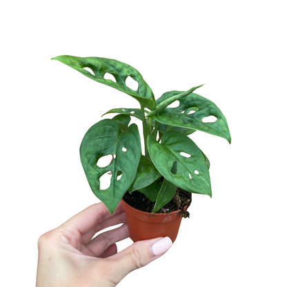 Baby Monstera Adansonii Monkey Mask