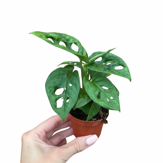 Baby Monstera Adansonii Monkey Mask