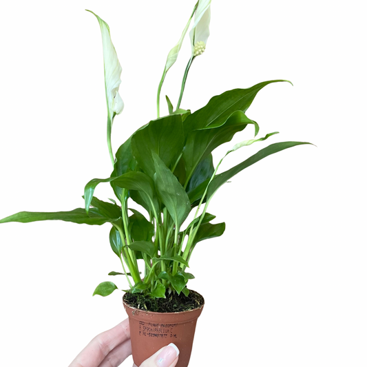 Baby Peace Lily