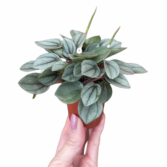 Baby Peperomia Napoli Nights