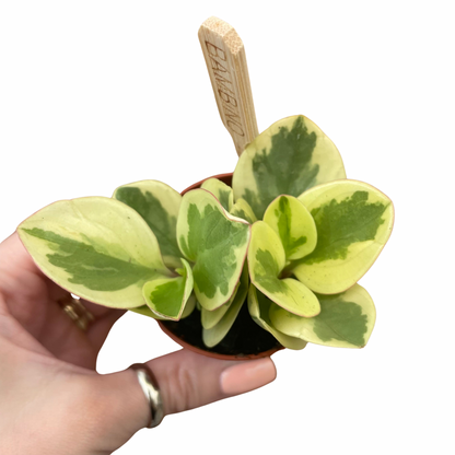 Baby Peperomia Obtusifolia Variegata