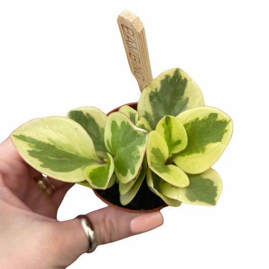 Baby Peperomia Obtusifolia Variegata