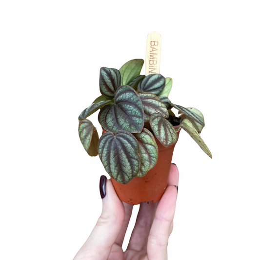 Baby Peperomia Piccolo Banda Radiator Plant