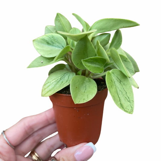 Baby Peperomia Orba Pixie Lime Variegated