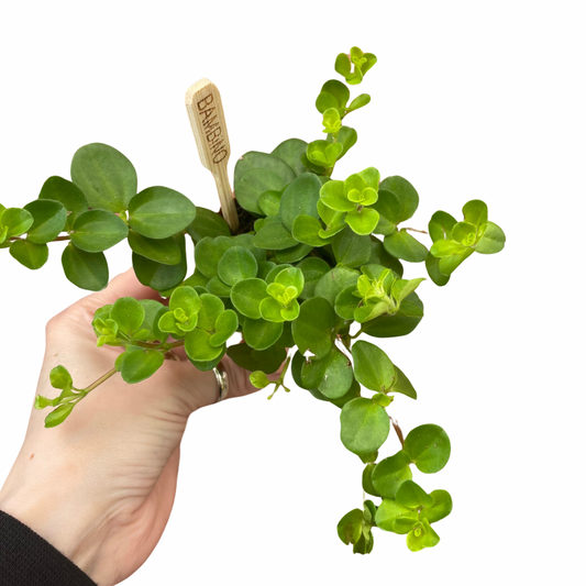 Baby Peperomia Trailing Jade Plant Rotundifolia