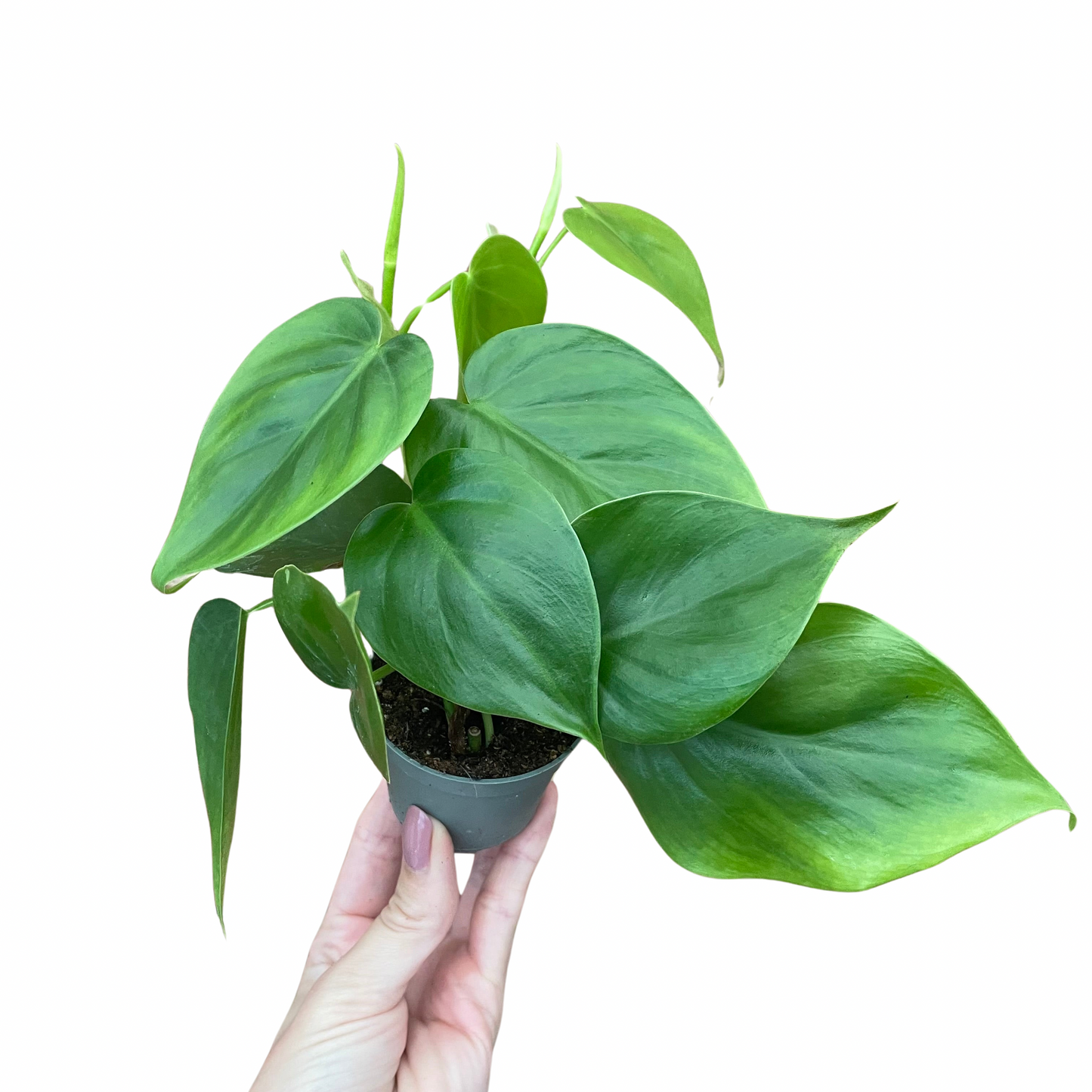 Baby Philodendron Sweetheart Scandens