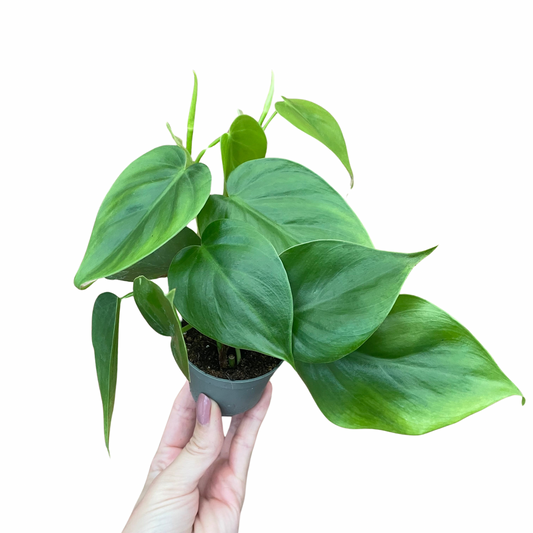 Baby Philodendron Sweetheart Scandens