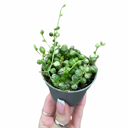 Baby Variegated String of Pearls/Senecio Rowleyanus