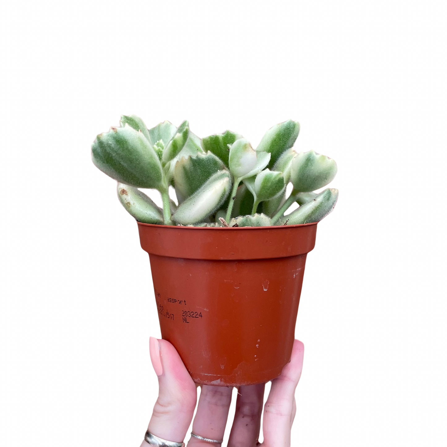 Bear Paw Cotyledon Tomentosa Variegata