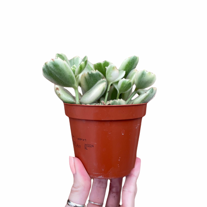 Bear Paw Cotyledon Tomentosa Variegata