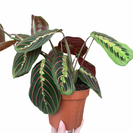 Maranta Fascinator Prayer Plant