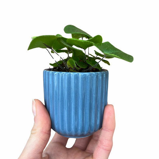 Ridged Design Blue Mini Plant Pot-7cm