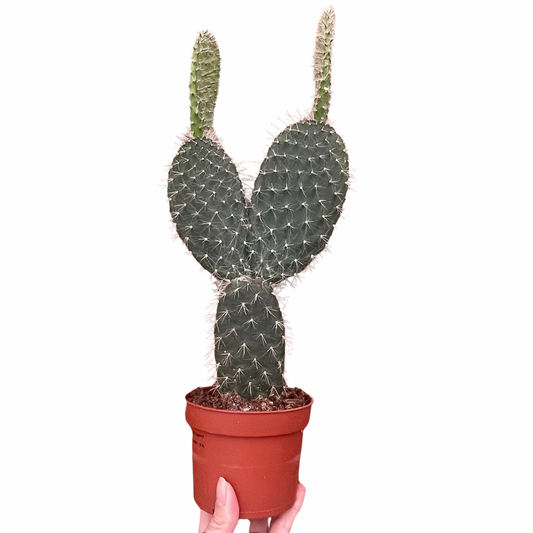 Optunia Pailana Prickly Pear Cactus