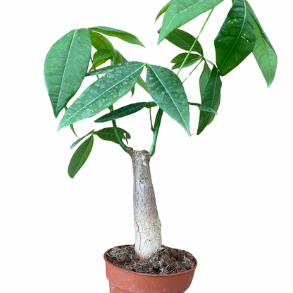 Pachira Aquatica Money Tree