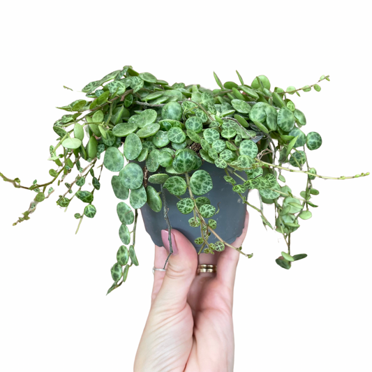 Peperomia Prostrata/String Of Turtles