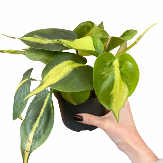 Philodendron Brasil
