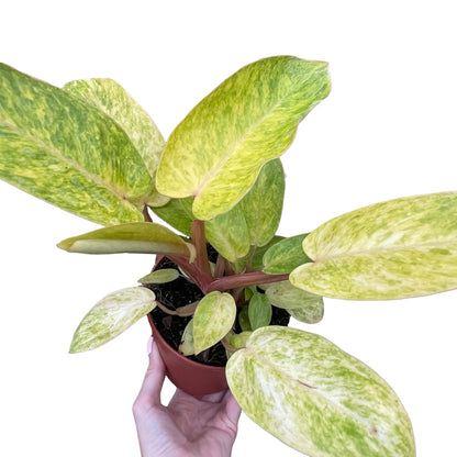Philodendron Painted Lady