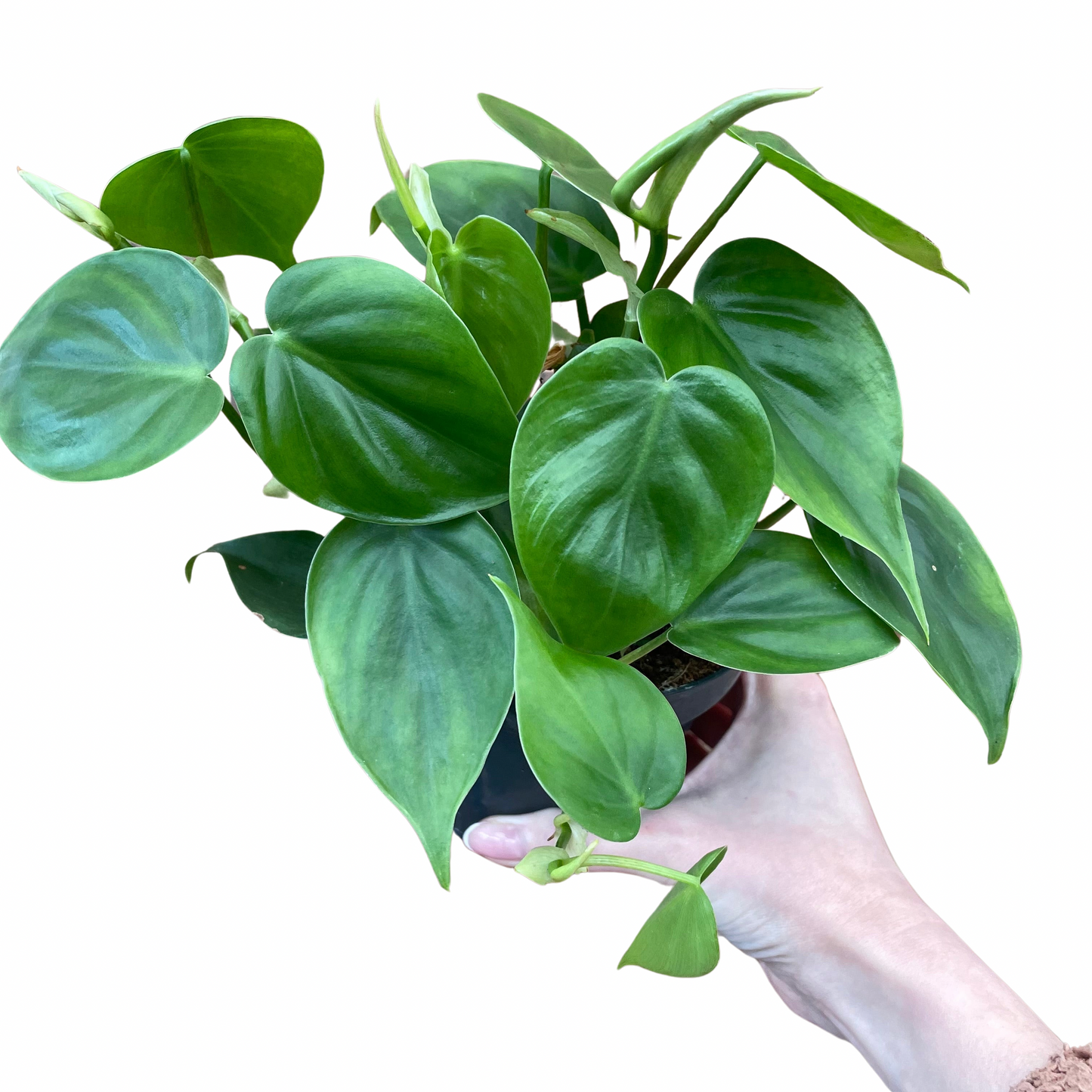 Philodendron Sweetheart Scandens