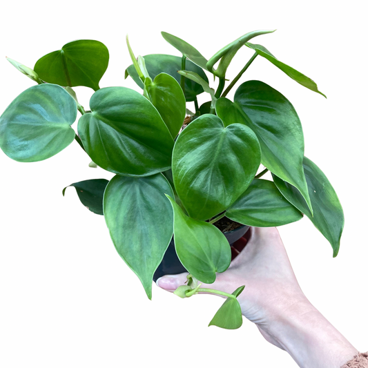 Philodendron Sweetheart Scandens