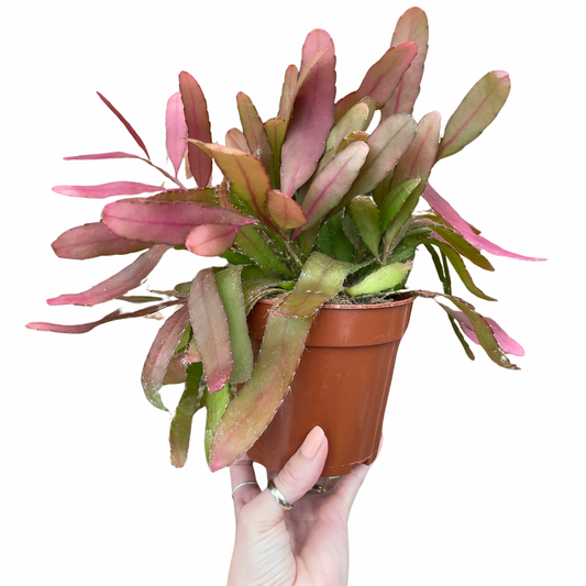 Rhipsalis Red Coral