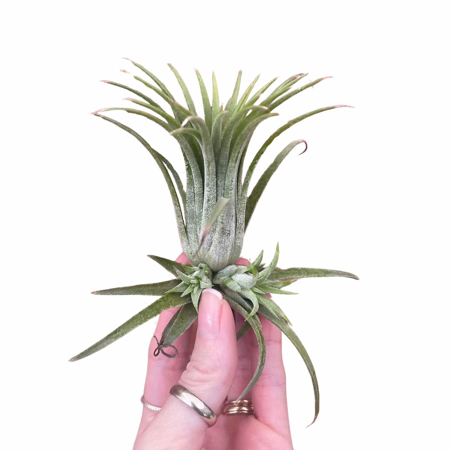 Tillandsia Air Plant