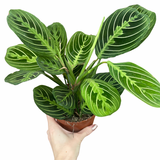 Maranta Lemon Lime Prayer Plant