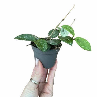 Baby Hoya Mathilde Splash