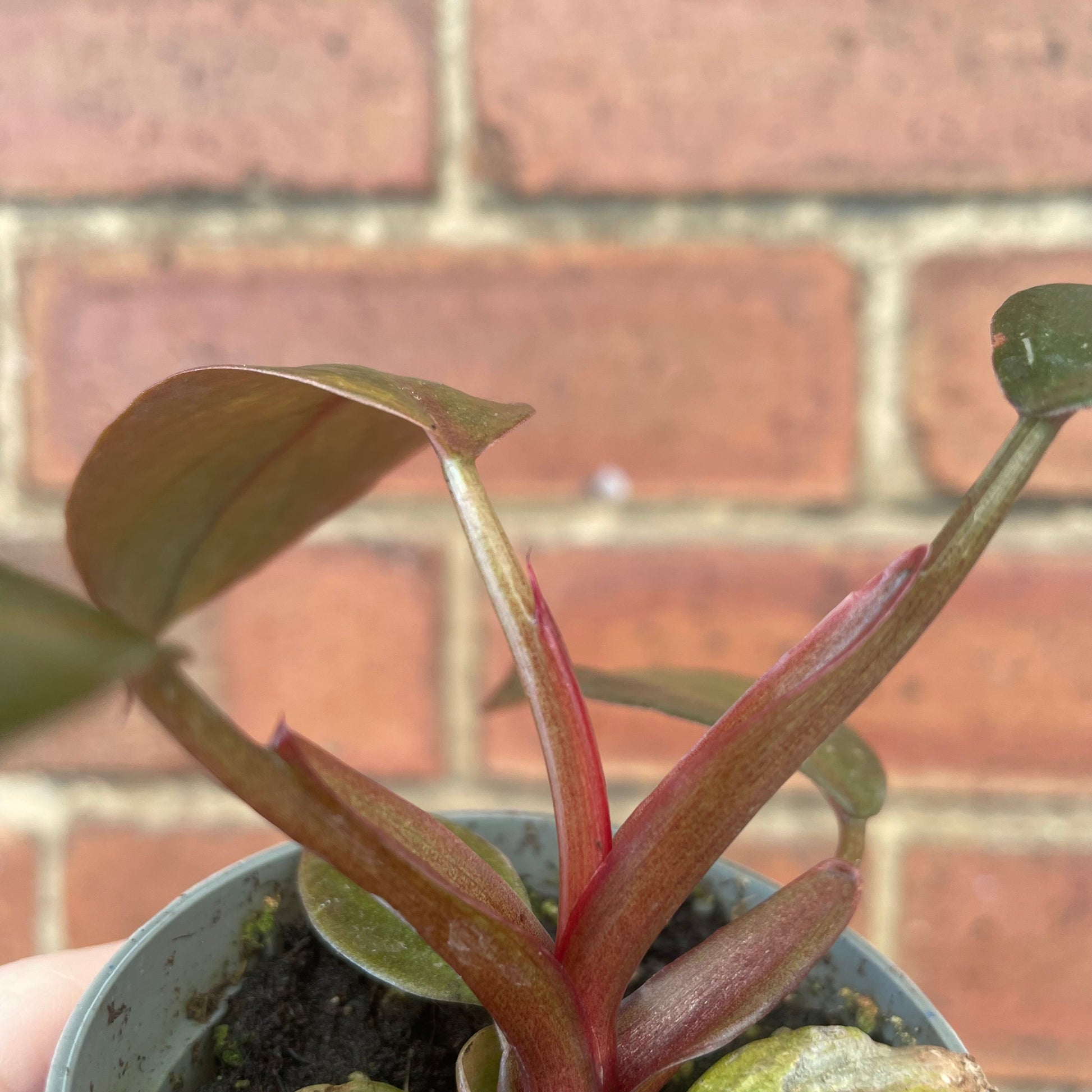 #houseplant## - #plantbaby#