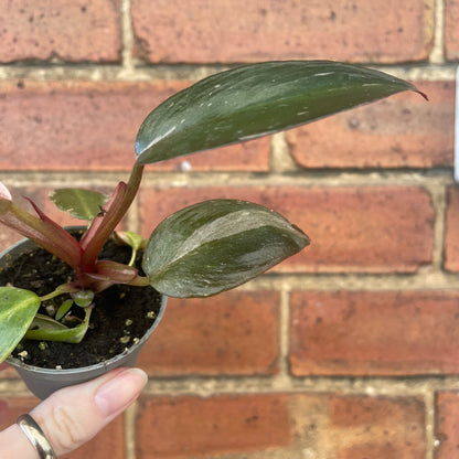 #houseplant## - #plantbaby#