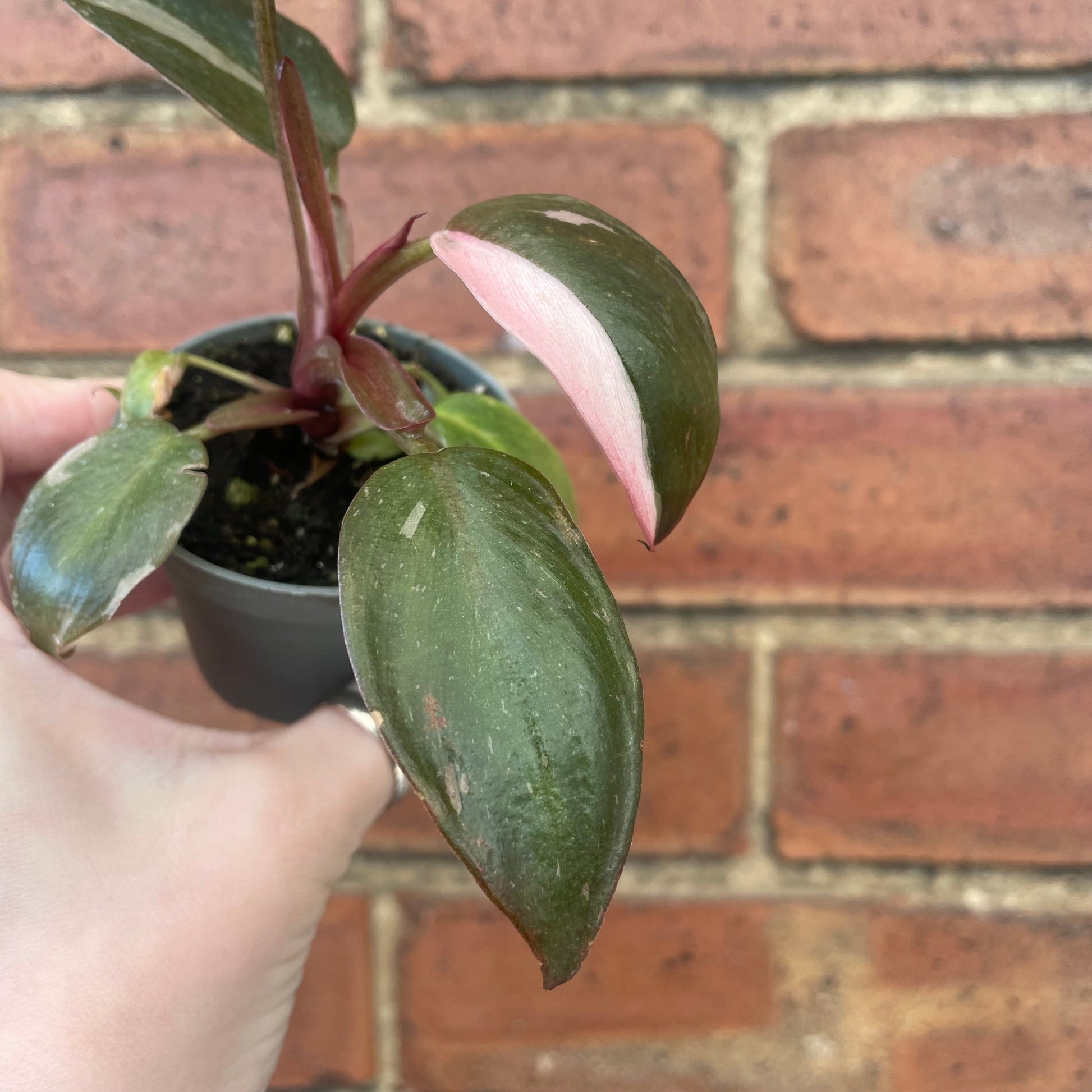 #houseplant## - #plantbaby#