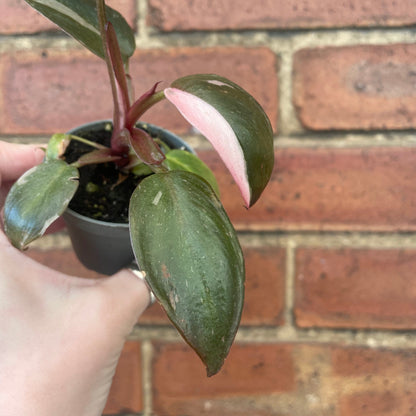 #houseplant## - #plantbaby#