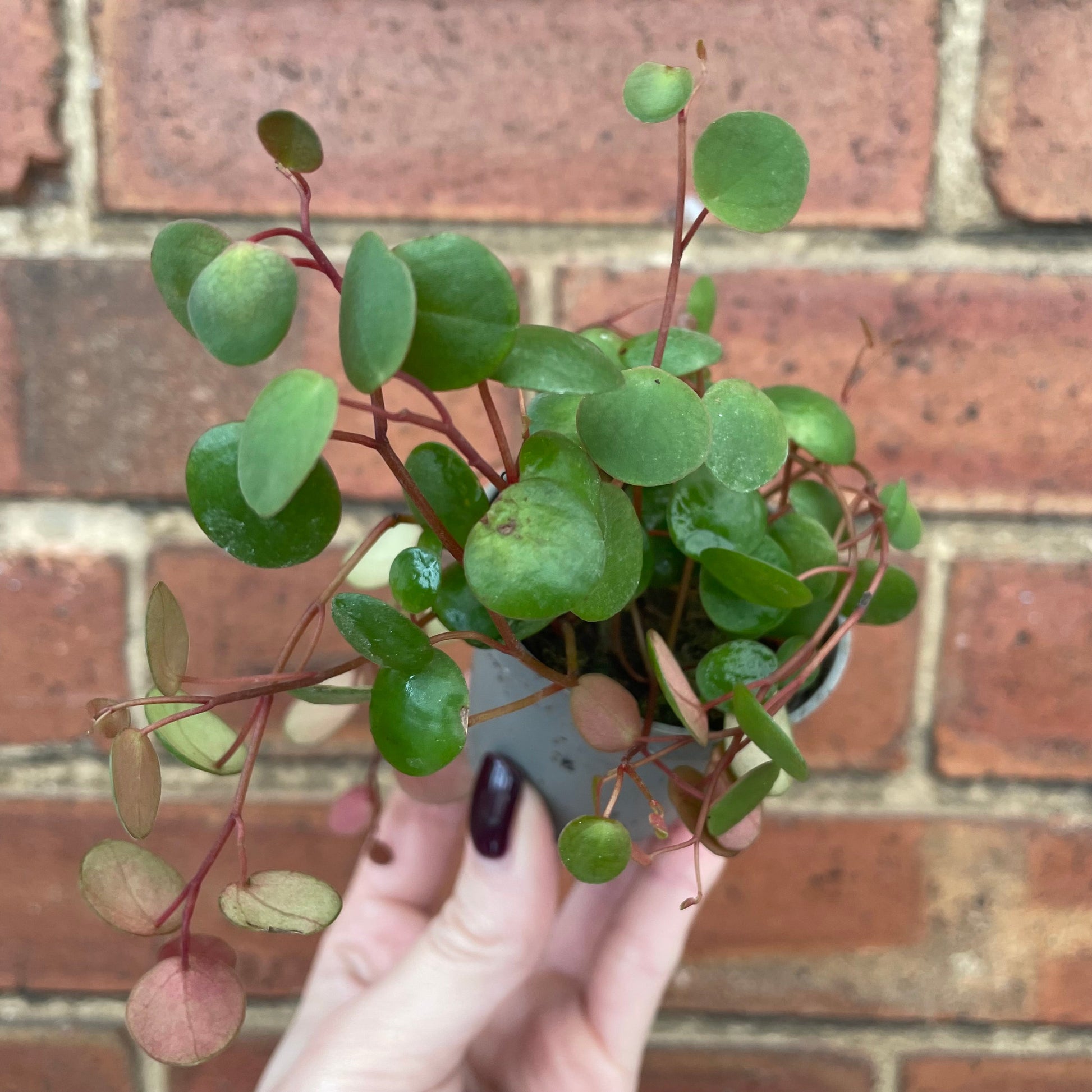 #houseplant## - #plantbaby#