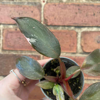 #houseplant## - #plantbaby#