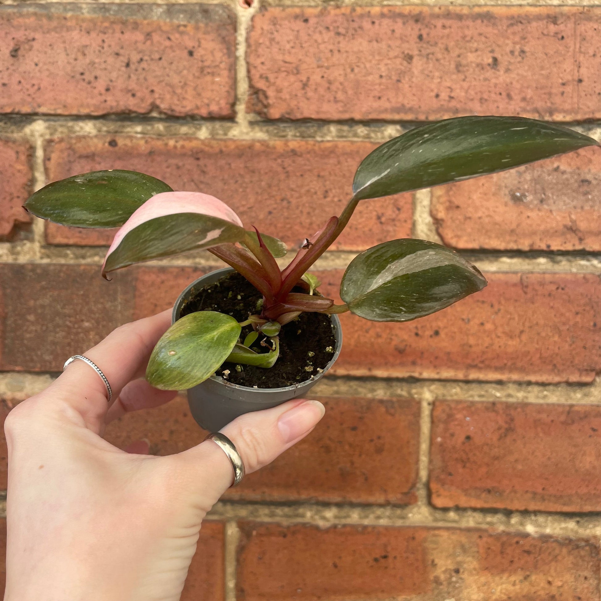 #houseplant## - #plantbaby#