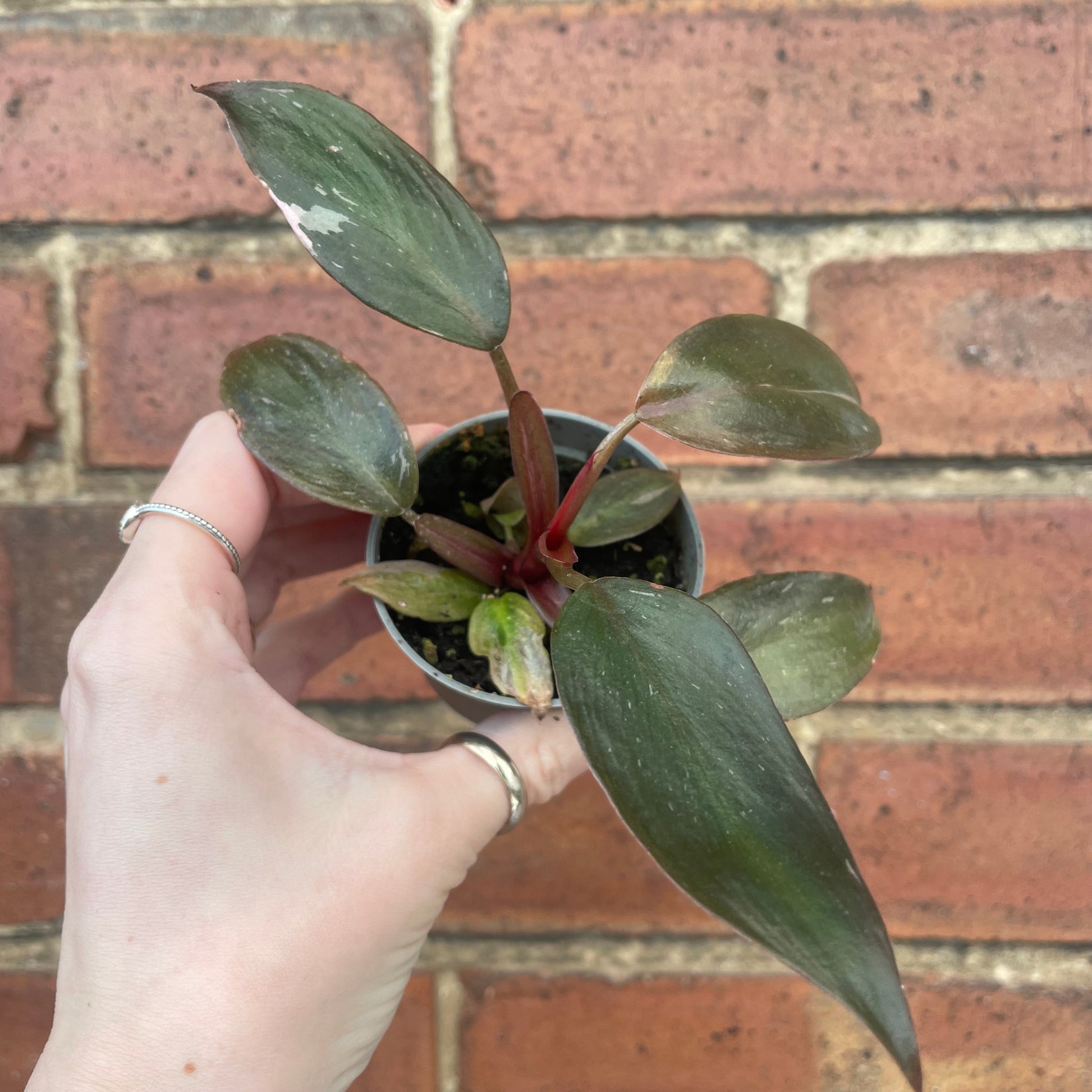#houseplant## - #plantbaby#