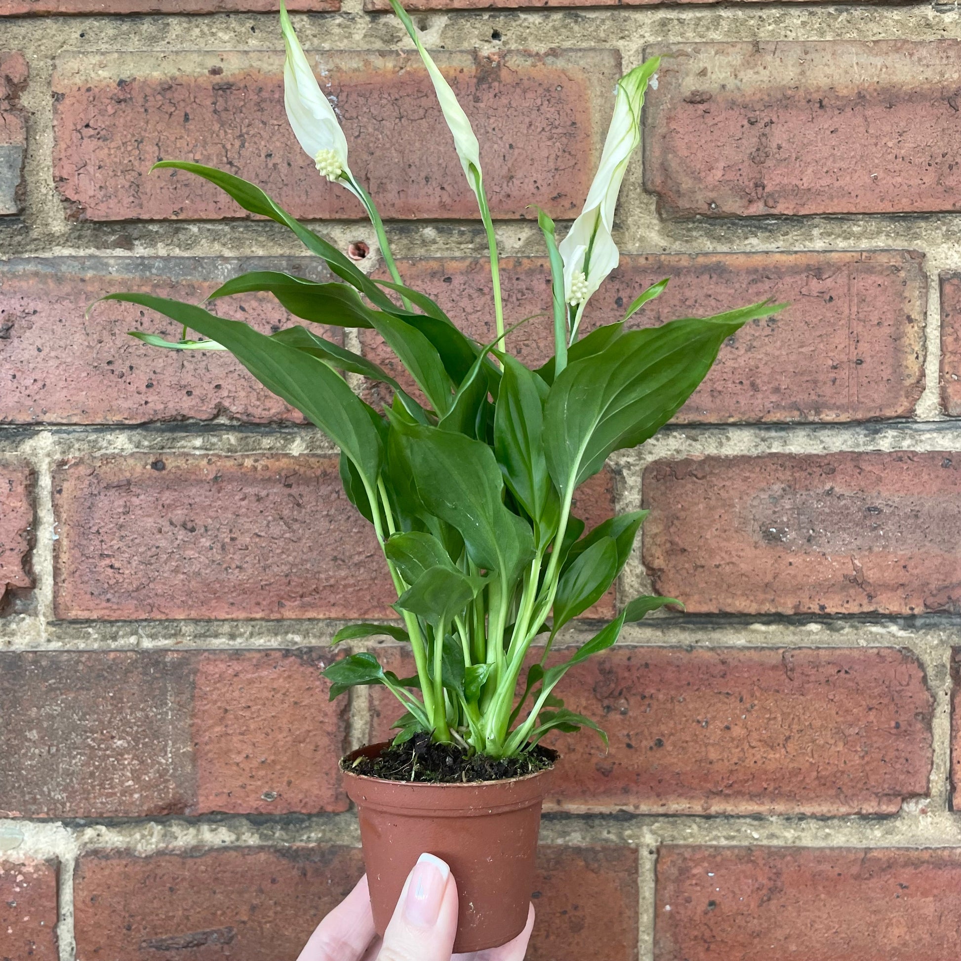 #houseplant## - #plantbaby#