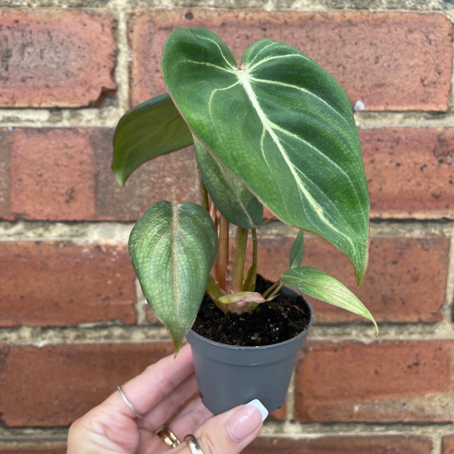 #houseplant## - #plantbaby#
