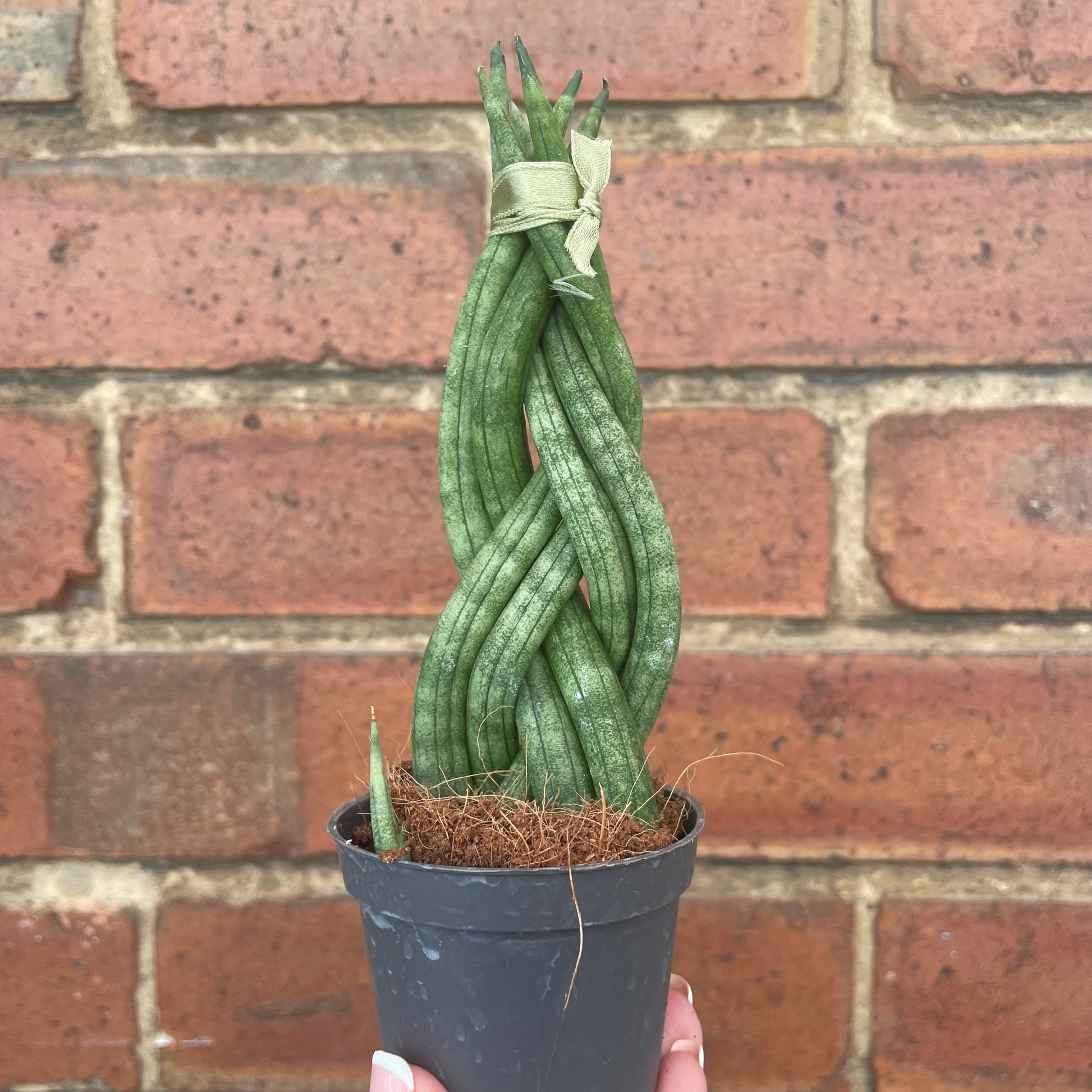 #houseplant## - #plantbaby#