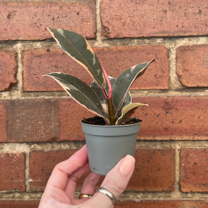 #houseplant## - #plantbaby#