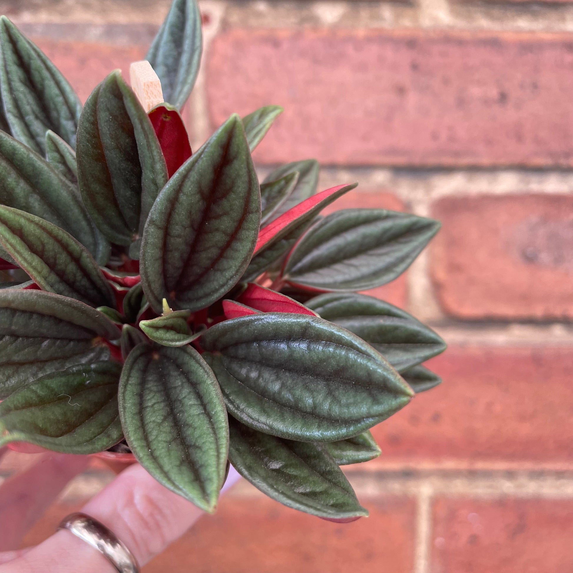 #houseplant## - #plantbaby#
