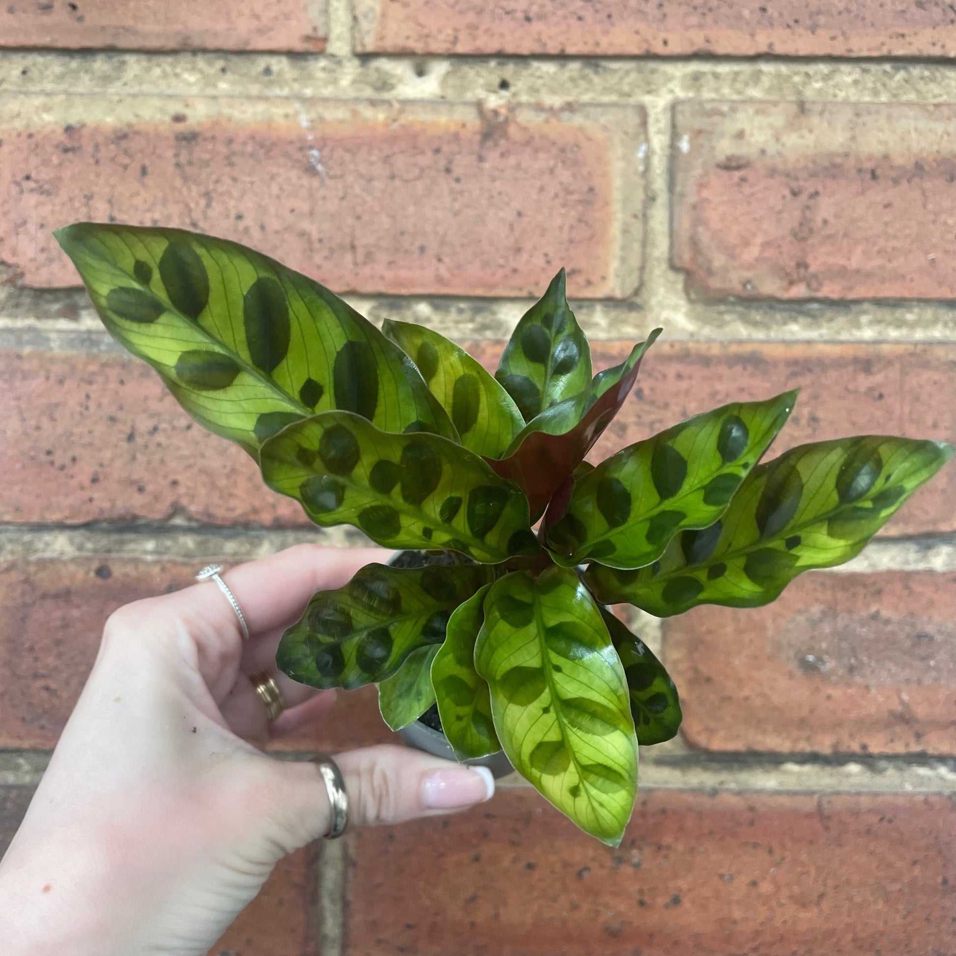 #houseplant## - #plantbaby#