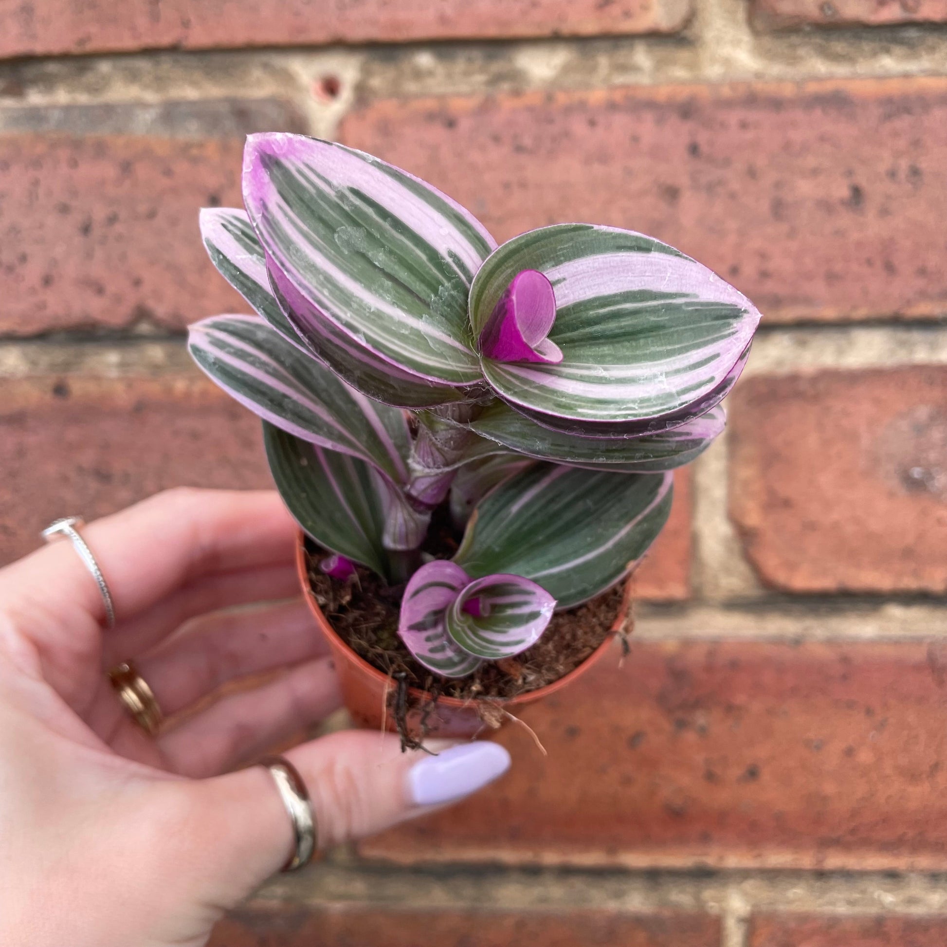 #houseplant## - #plantbaby#