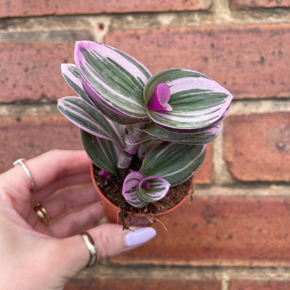#houseplant## - #plantbaby#