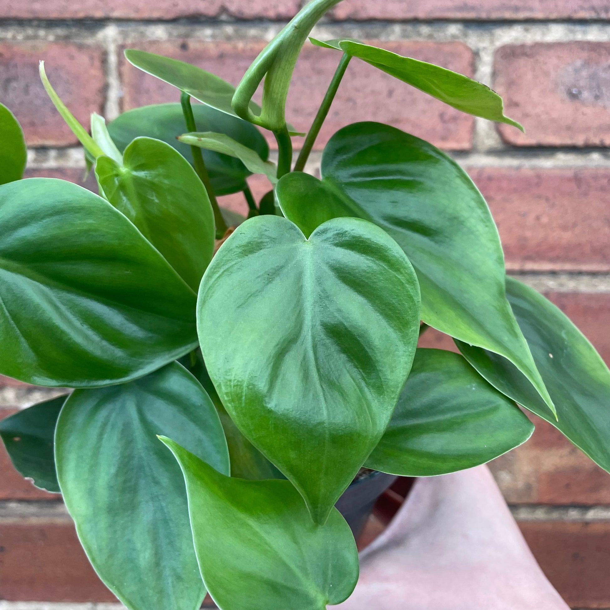 #houseplant## - #plantbaby#