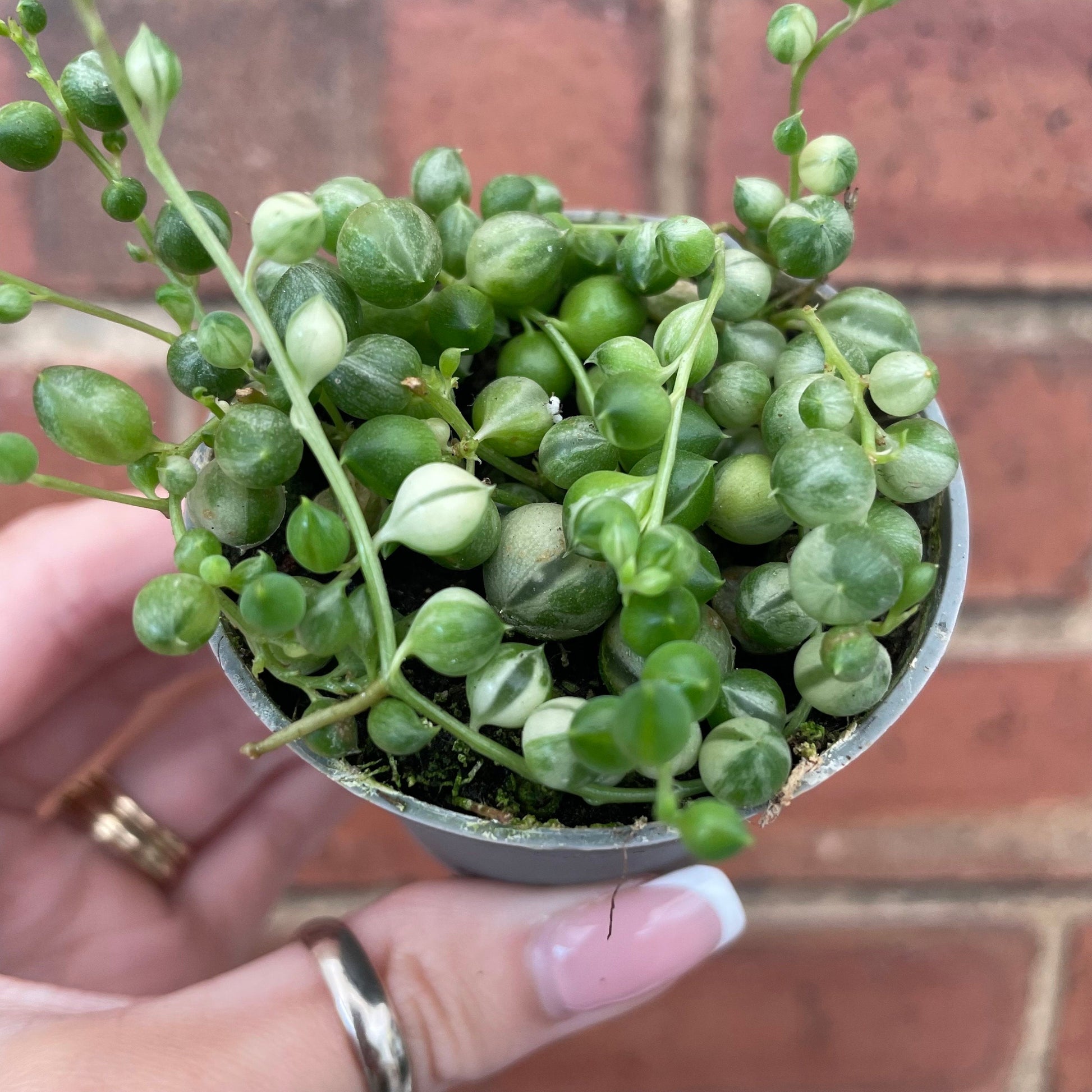 #houseplant## - #plantbaby#