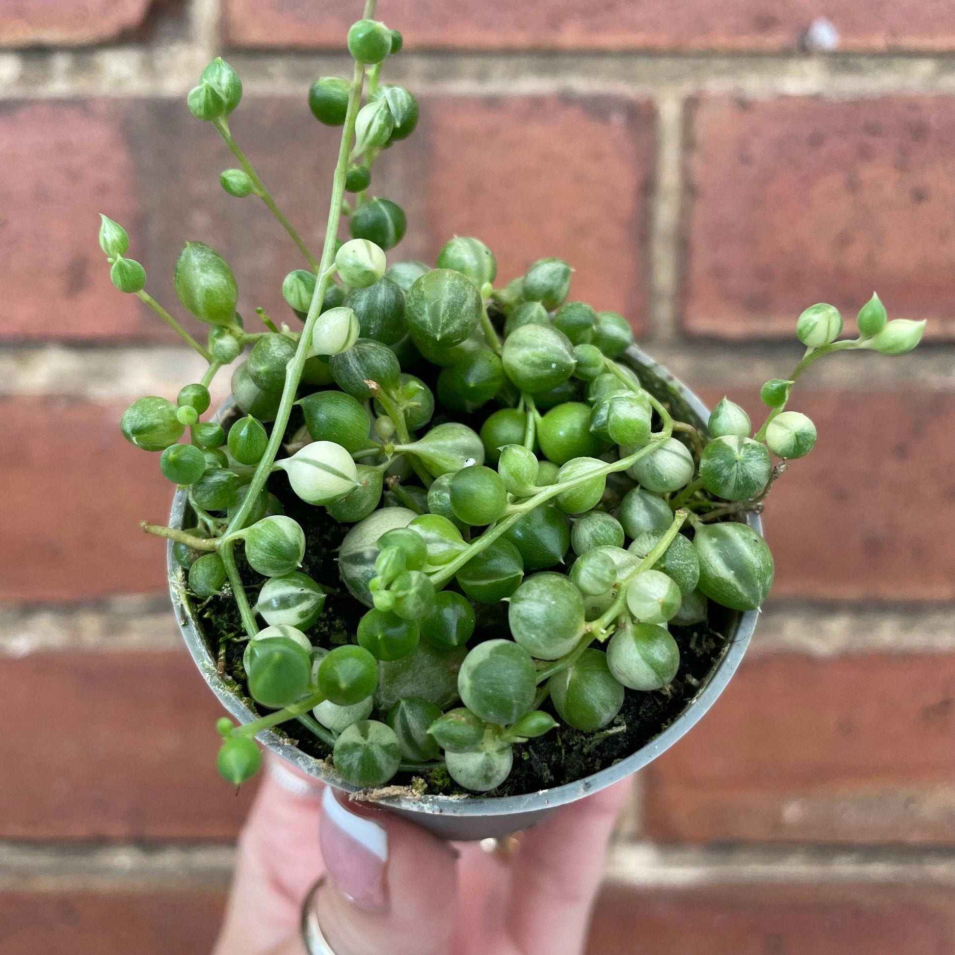 #houseplant## - #plantbaby#