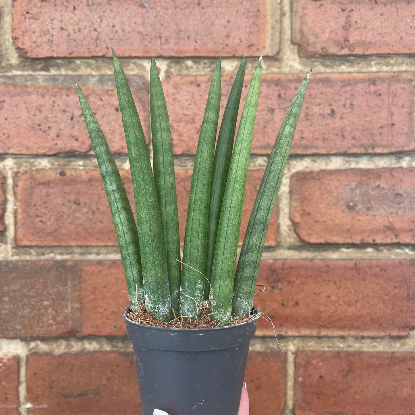 #houseplant## - #plantbaby#