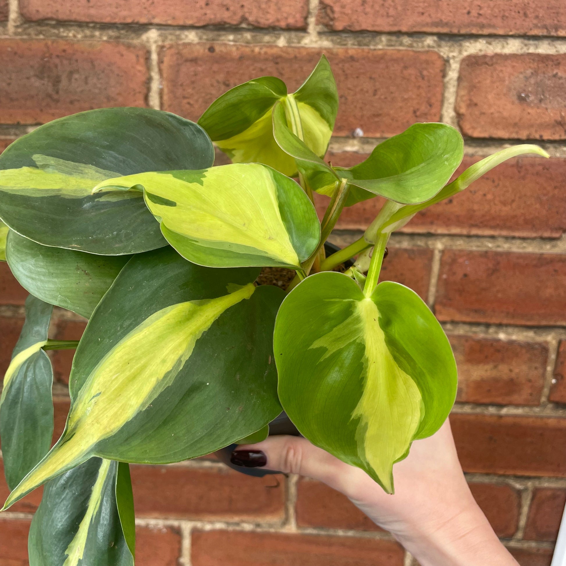 #houseplant## - #plantbaby#