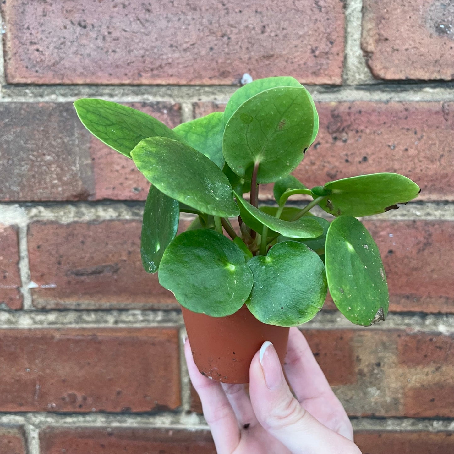 #houseplant## - #plantbaby#