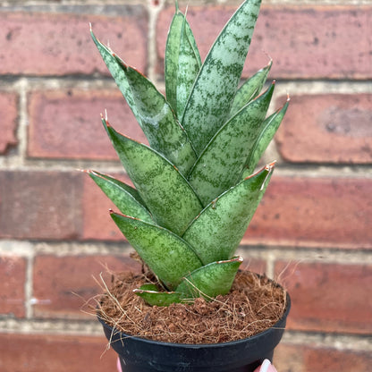 #houseplant## - #plantbaby#